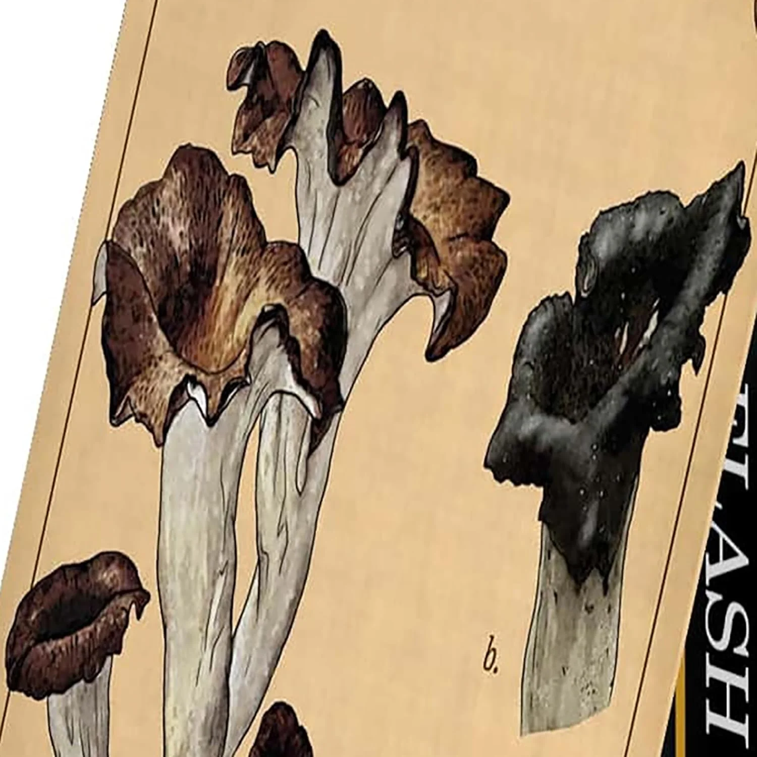 Renegade Games: Mycologist’s Primer Flash Cards - 100 Card Deck of Flash Cards, Items in Mycologist’s Primer, A System Agnostic for Any RPG System - Image 4