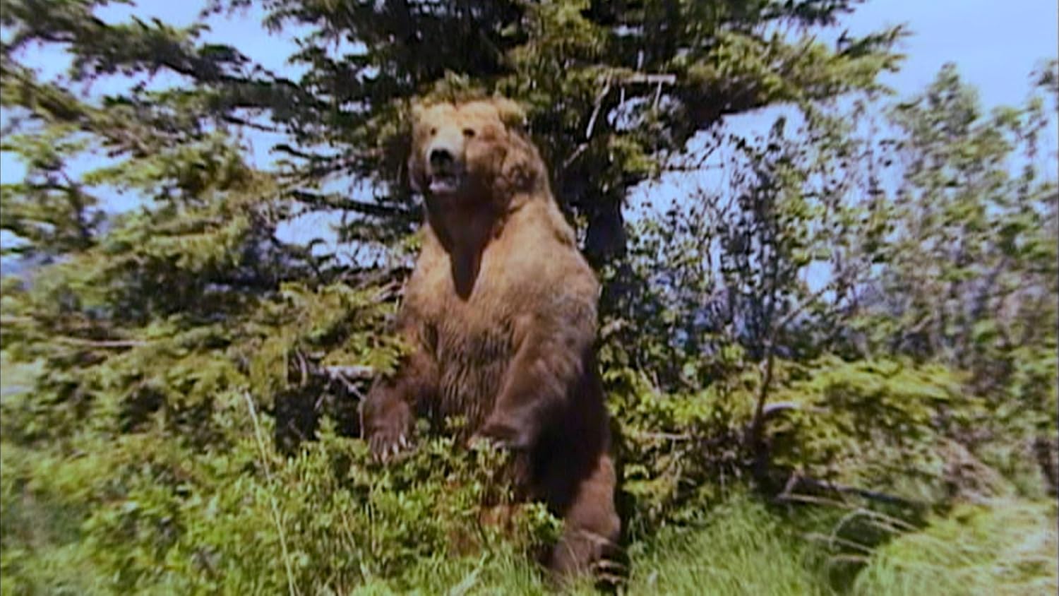 GRIZZLY MAN - Image 2