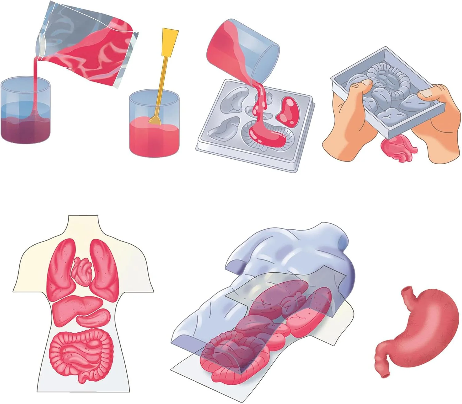 ANATOMIE SQUISHY (NORDIC - Image 2