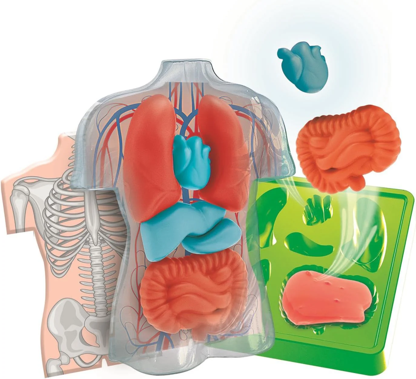 ANATOMIE SQUISHY (NORDIC - Image 3
