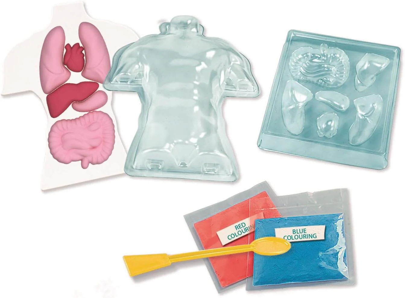 ANATOMIE SQUISHY (NORDIC - Image 5