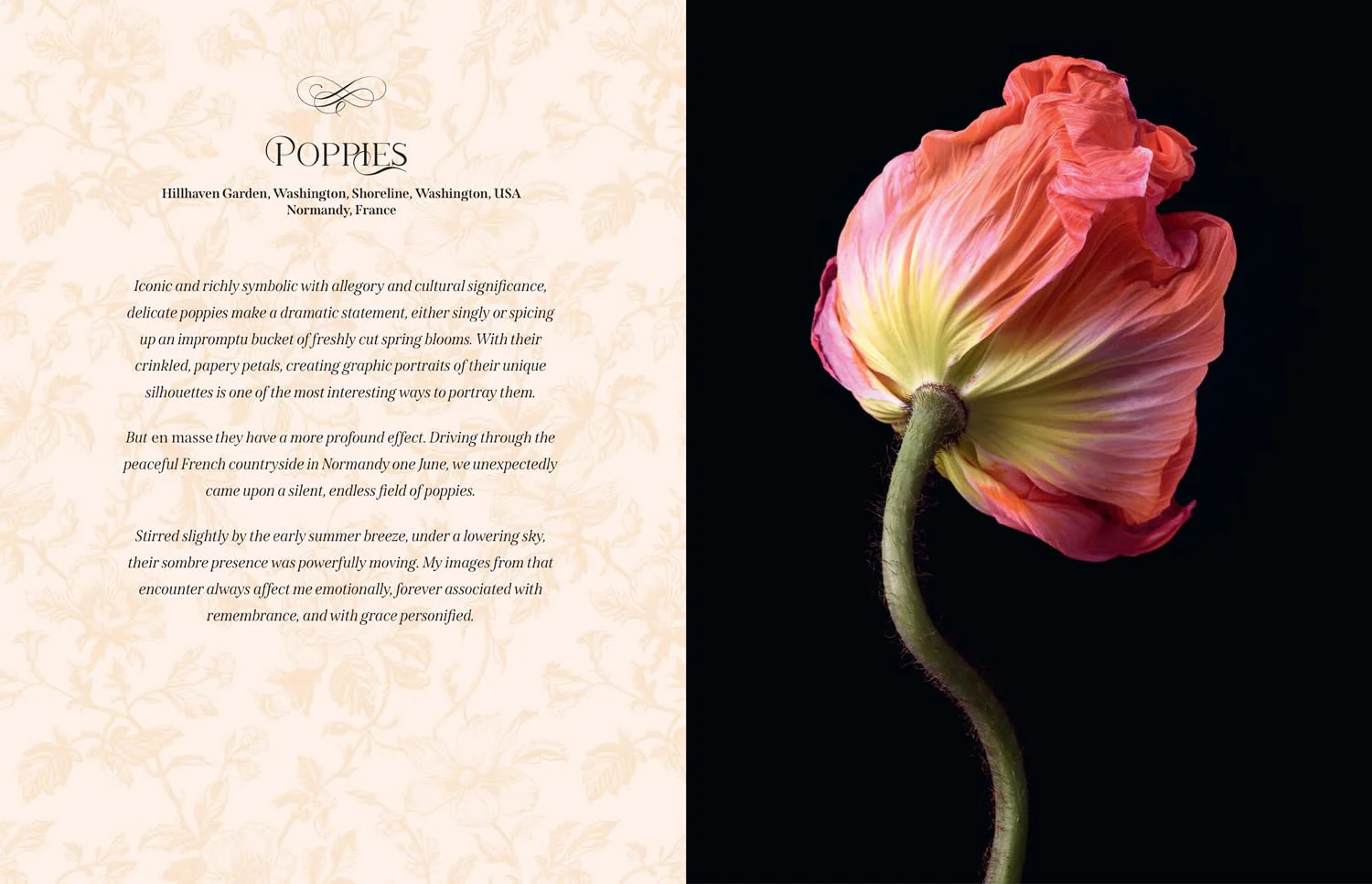 Beautiful Blooms: The ultimate inspiration for anyone who loves flowers, design and photography. - Image 5