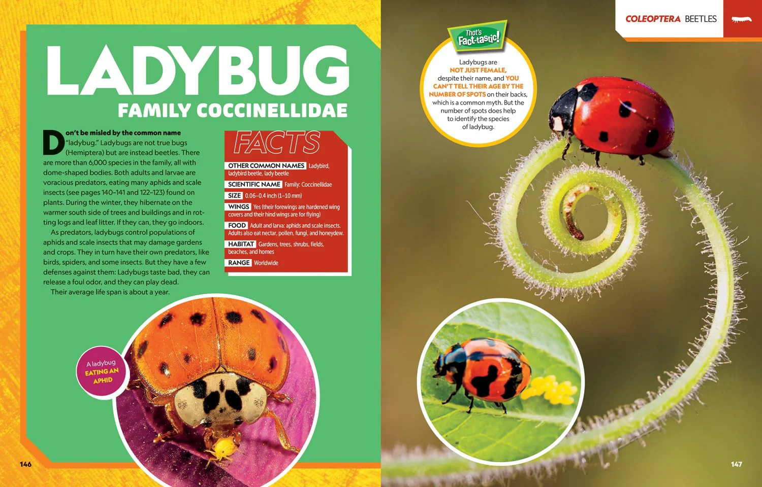 Ultimate Bugopedia: The Most Complete Bug Reference Ever (National Geographic Kids - Image 4