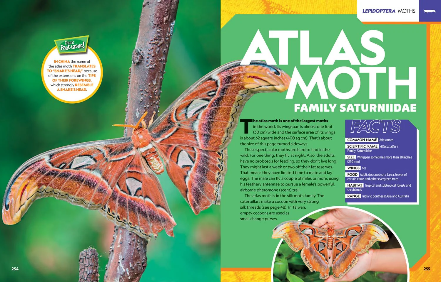 Ultimate Bugopedia: The Most Complete Bug Reference Ever (National Geographic Kids - Image 5