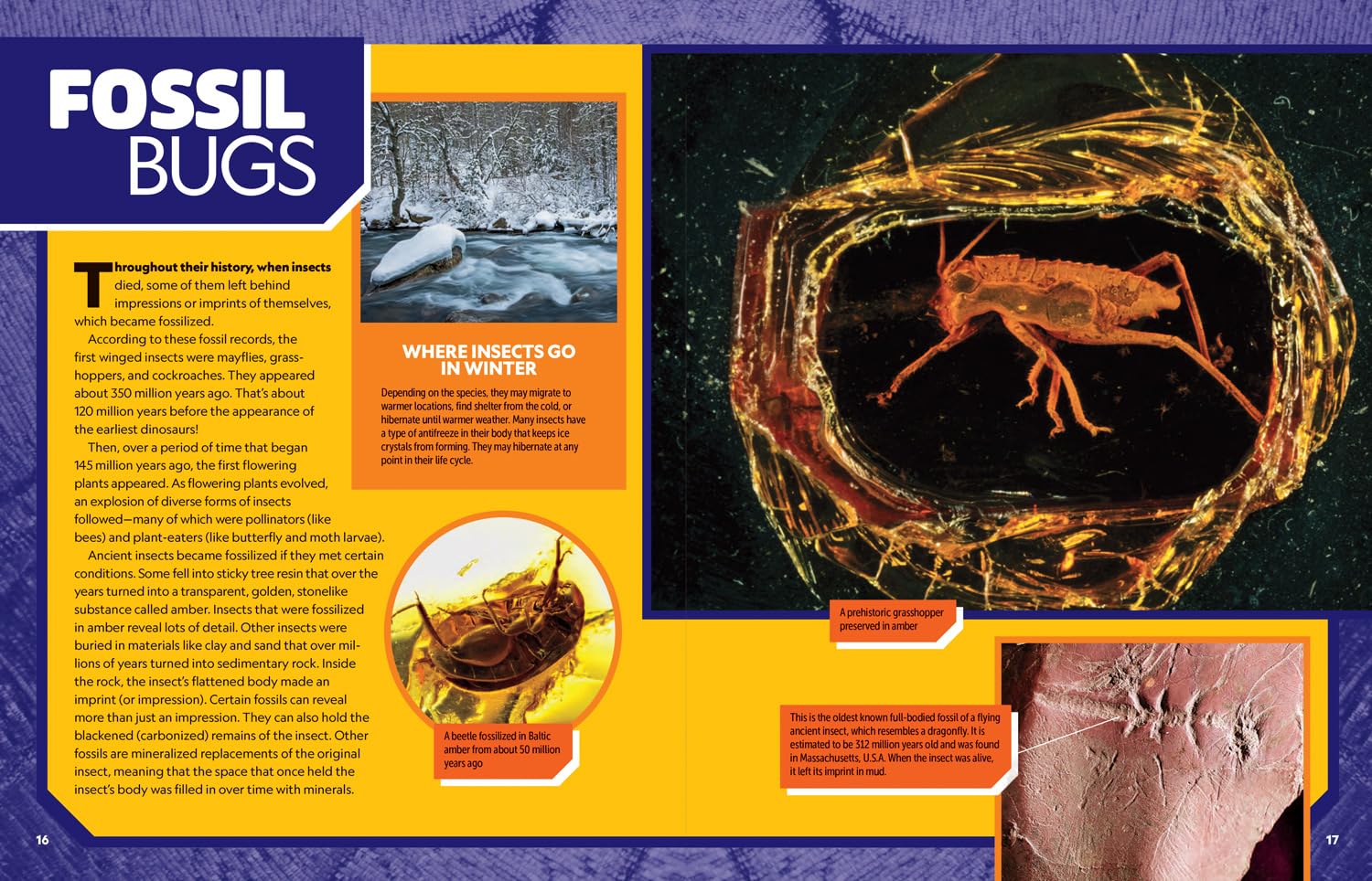 Ultimate Bugopedia: The Most Complete Bug Reference Ever (National Geographic Kids - Image 6